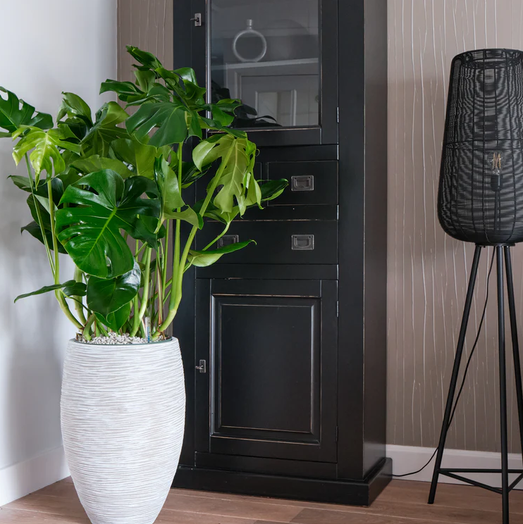 Grote Monstera Deliciosa gatenplant op hydrocultuur voor projectinrichting