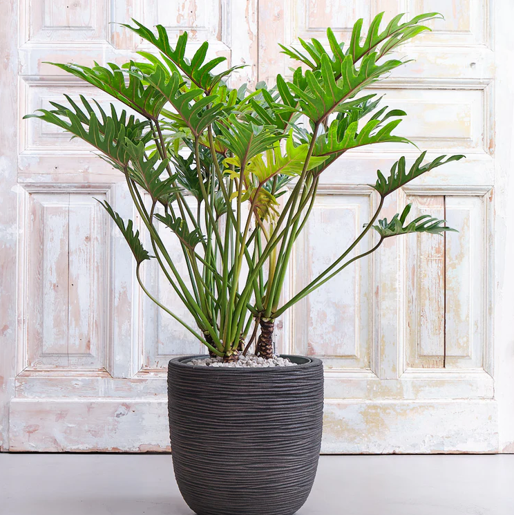 Compacte Philodendron Xantal hydrocultuurplant op kantoorbureau