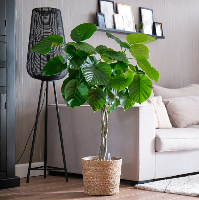 Grote hartvormige Ficus Umbellata op hydrocultuur voor kantoorinrichting