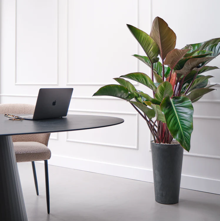 Exclusieve Philodendron Red Beauty op hydrocultuur voor luxe kantoor