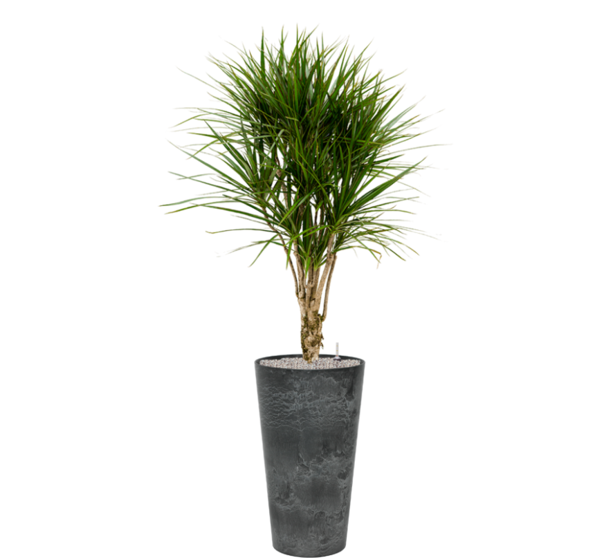 Dracaena Marginata in Claire | Vulkastrat