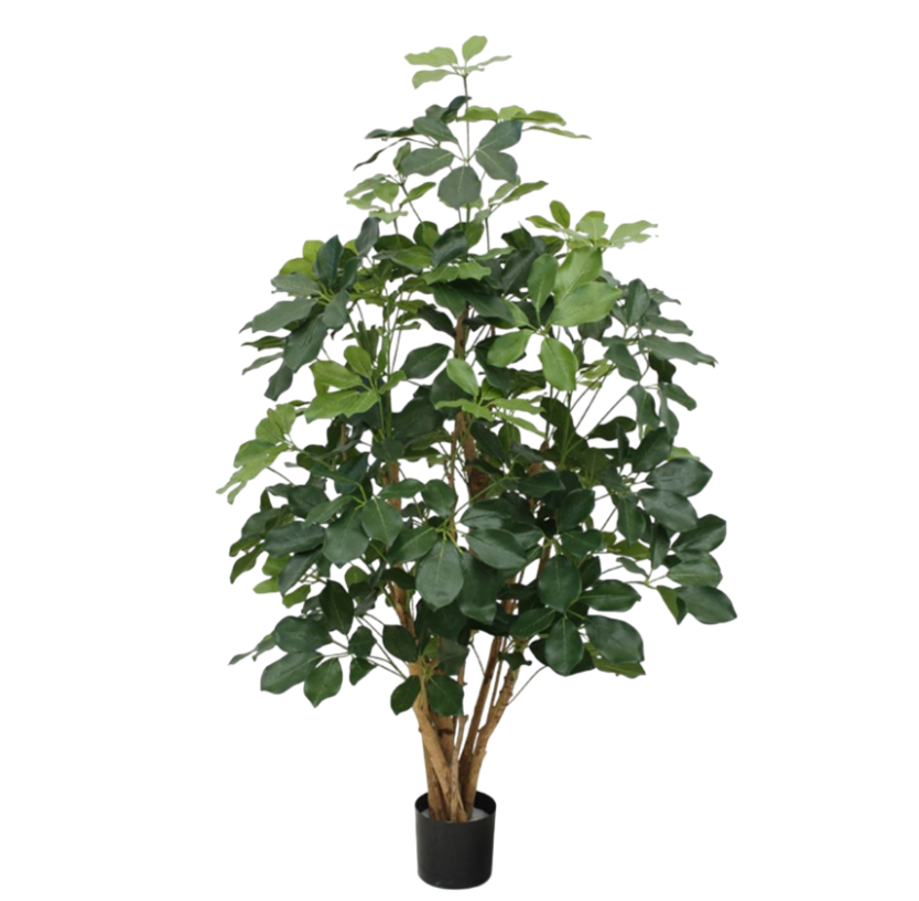 Schefflera Exotica (FR)