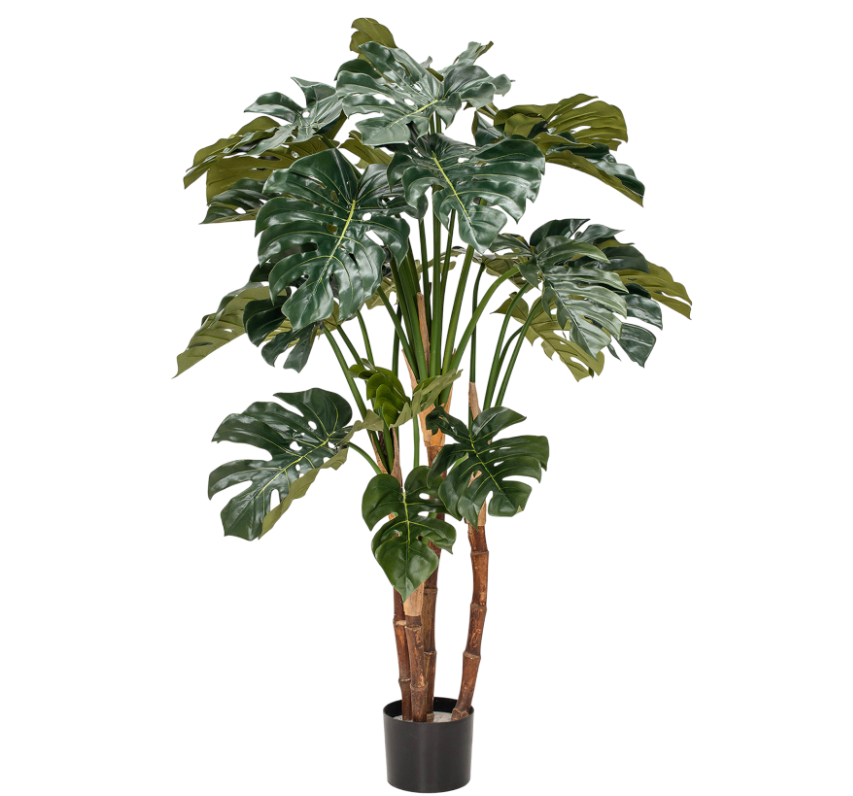 Monstera Trunk (FR)