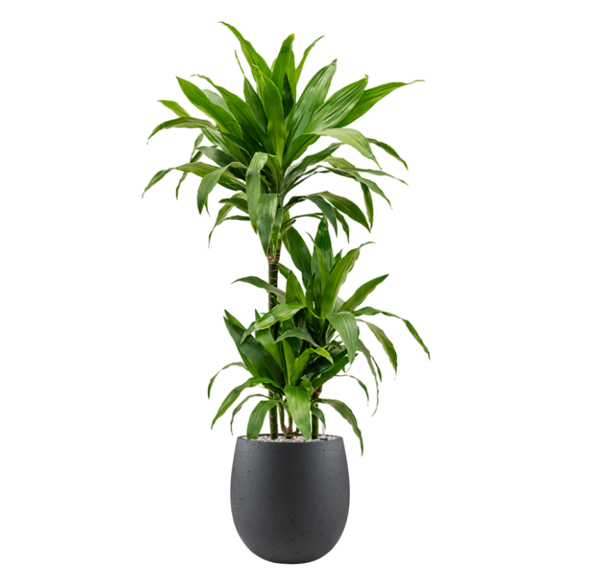 Dracaena fragrans 'Janet Craig' in Grigio | Vulkastrat