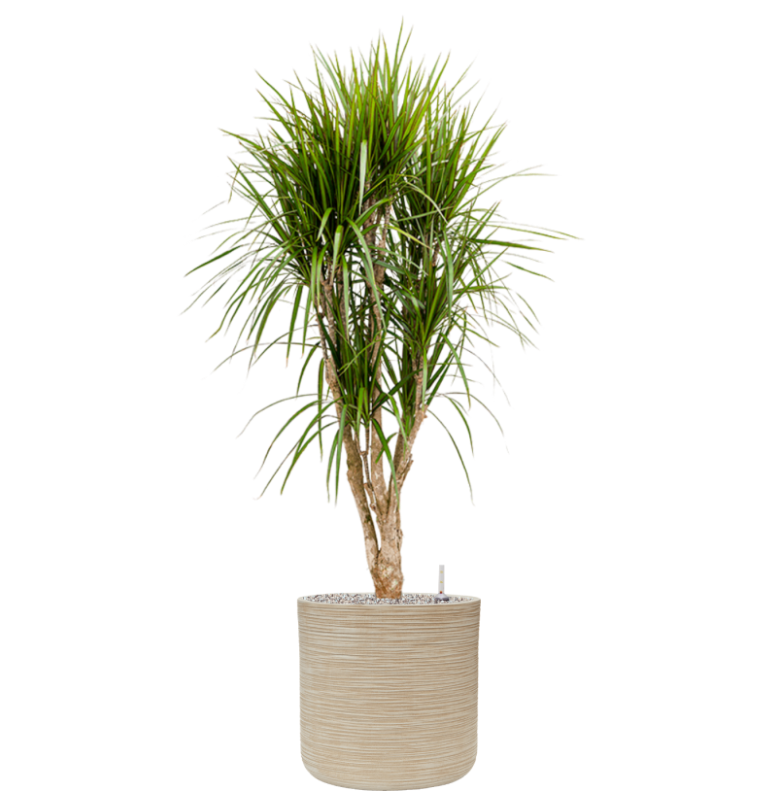Dracaena marginata in Baq Dune | Vulkastrat