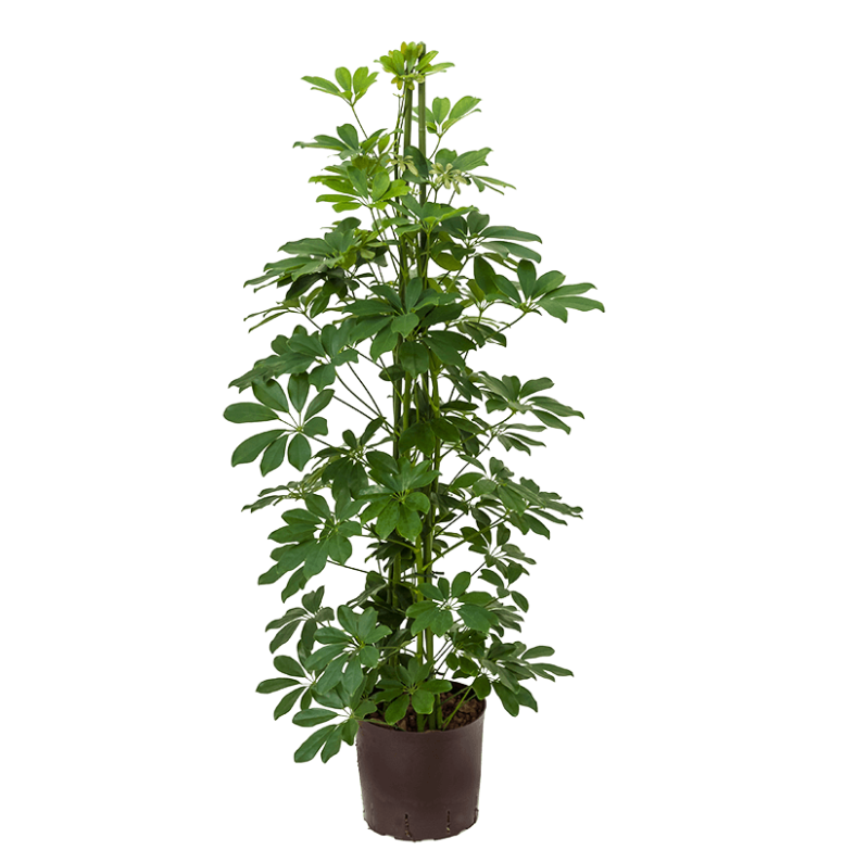 Schefflera arboricola 'Compacta' | Hydrocultuur
