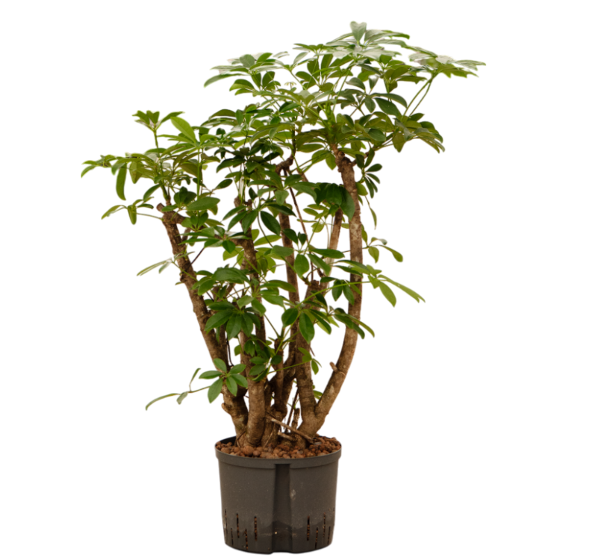 Schefflera arboricola 'Compacta' | Hydrocultuur