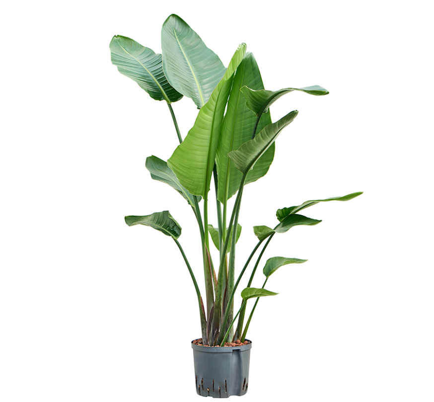 Strelitzia Nicolai 2pp (130-150) | Hydrocultuur