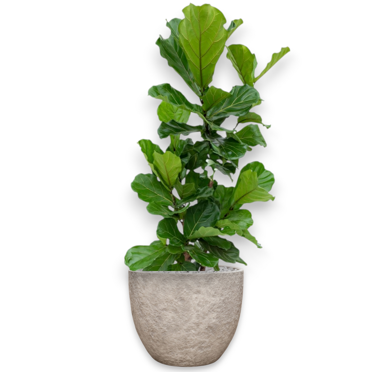 Ficus Lyrata in Mountain | Vulkastrat
