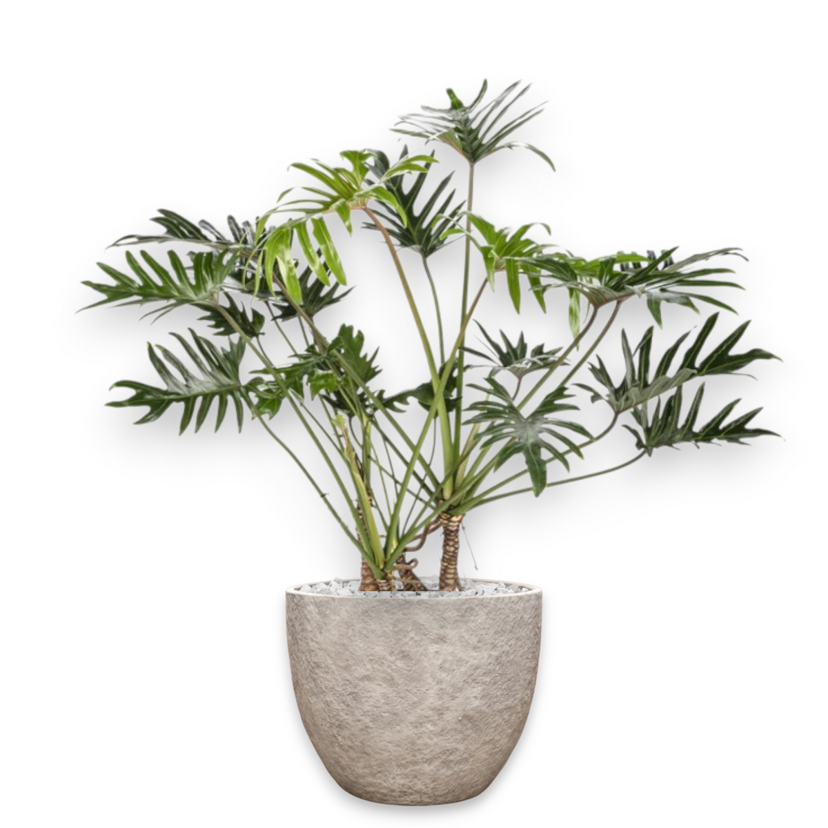 Philodendron Xantal in Mountain | Vulkastrat