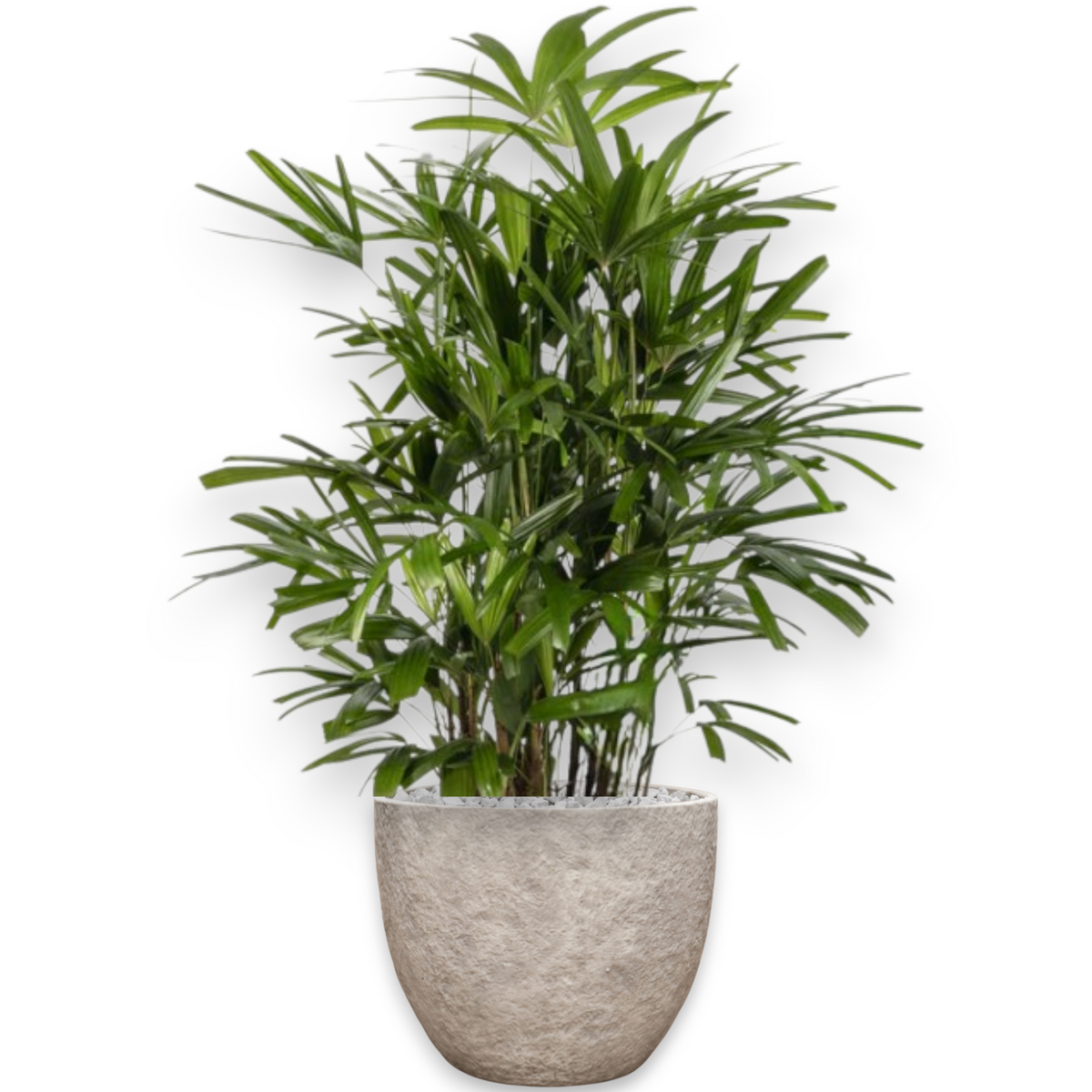 Rhapis Excelsa in Mountain | Vulkastrat