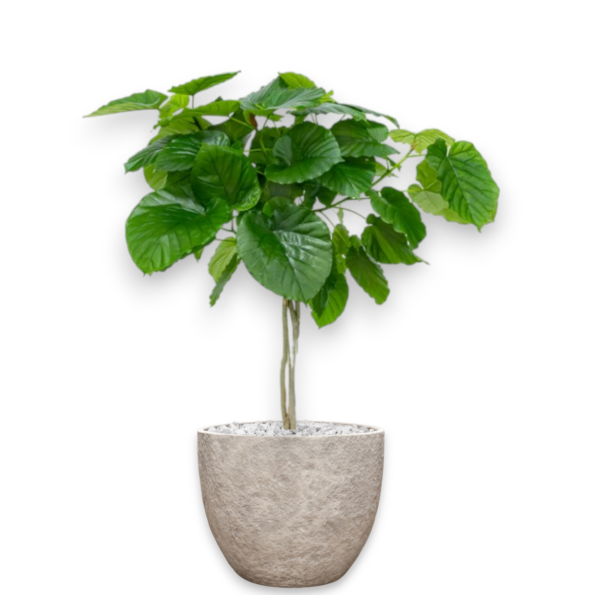 Ficus Umbelatta in Mountain | Vulkastrat