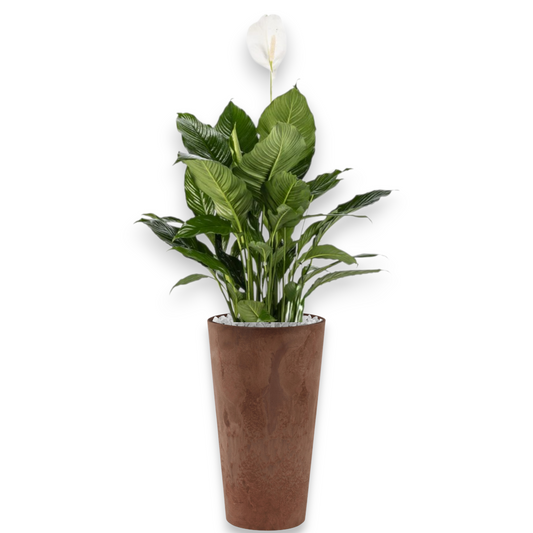 Spathiphyllum in Claire | Vulkastrat