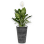 Spathiphyllum in Claire | Vulkastrat
