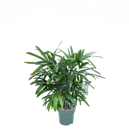 Exclusieve Rhapis Excelsa stokpalm op hydrocultuur voor schaduwrijke plek