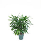 Exclusieve Rhapis Excelsa stokpalm op hydrocultuur voor schaduwrijke plek