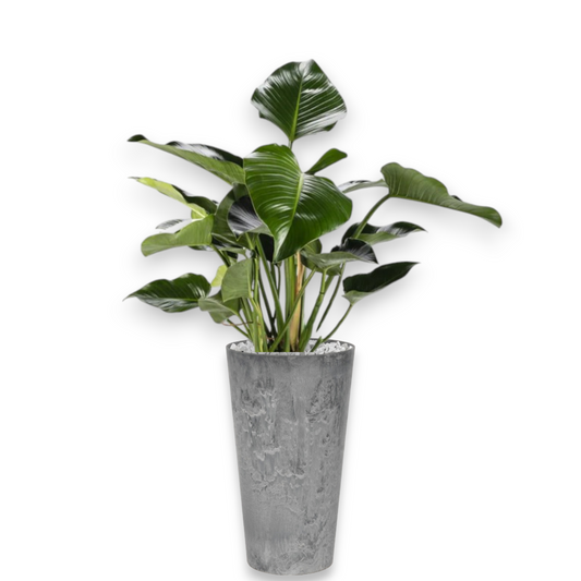 Philodendron Green Beauty in Claire | Vulkastrat