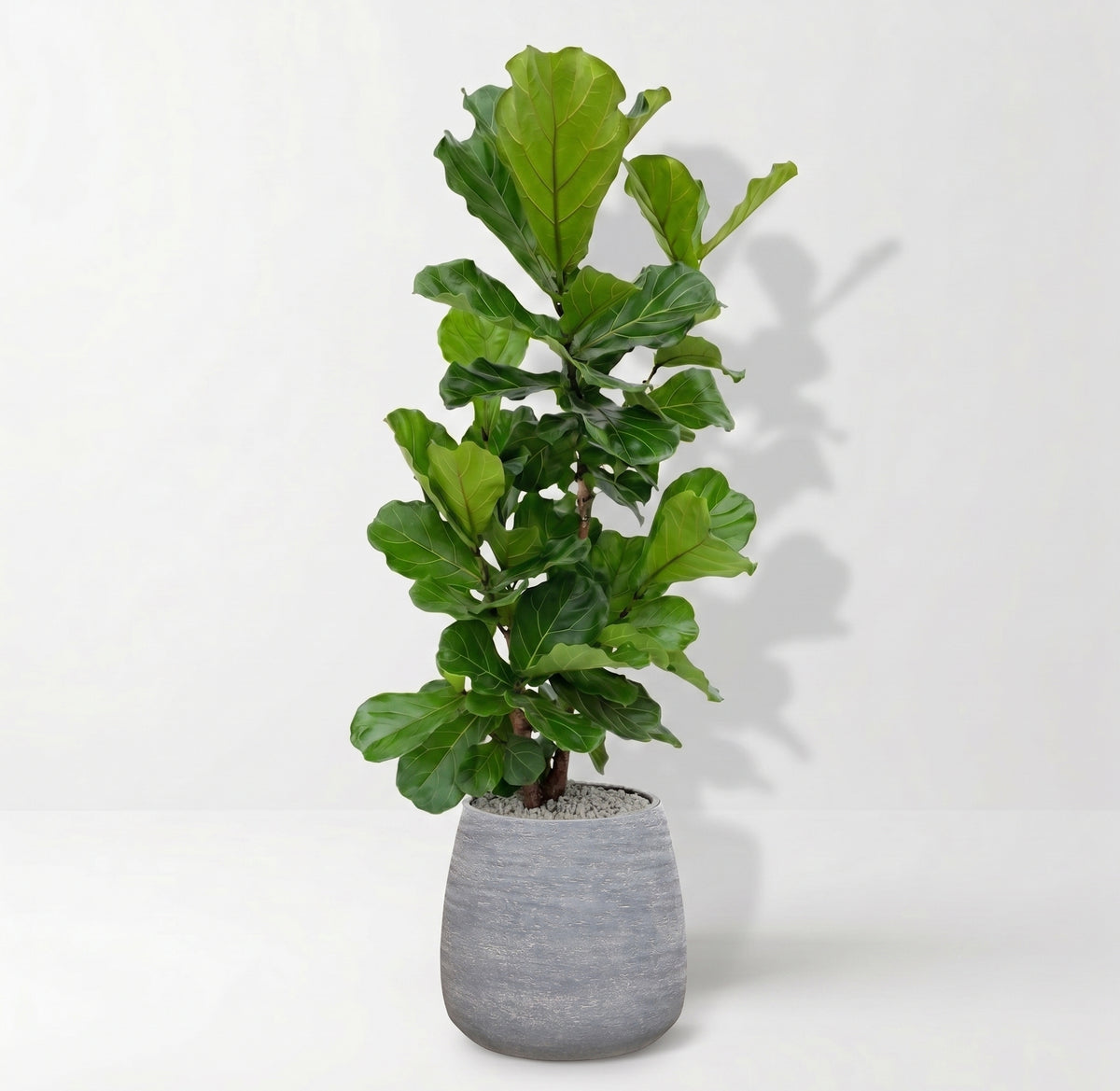Ficus Lyrata in Dolomites | Vulkastrat