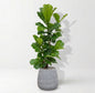 Ficus Lyrata in Dolomites | Vulkastrat