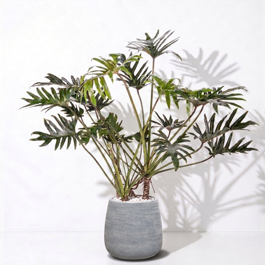 Philodendron Xantal in Dolomites | Vulkastrat