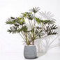 Philodendron Xantal in Dolomites | Vulkastrat