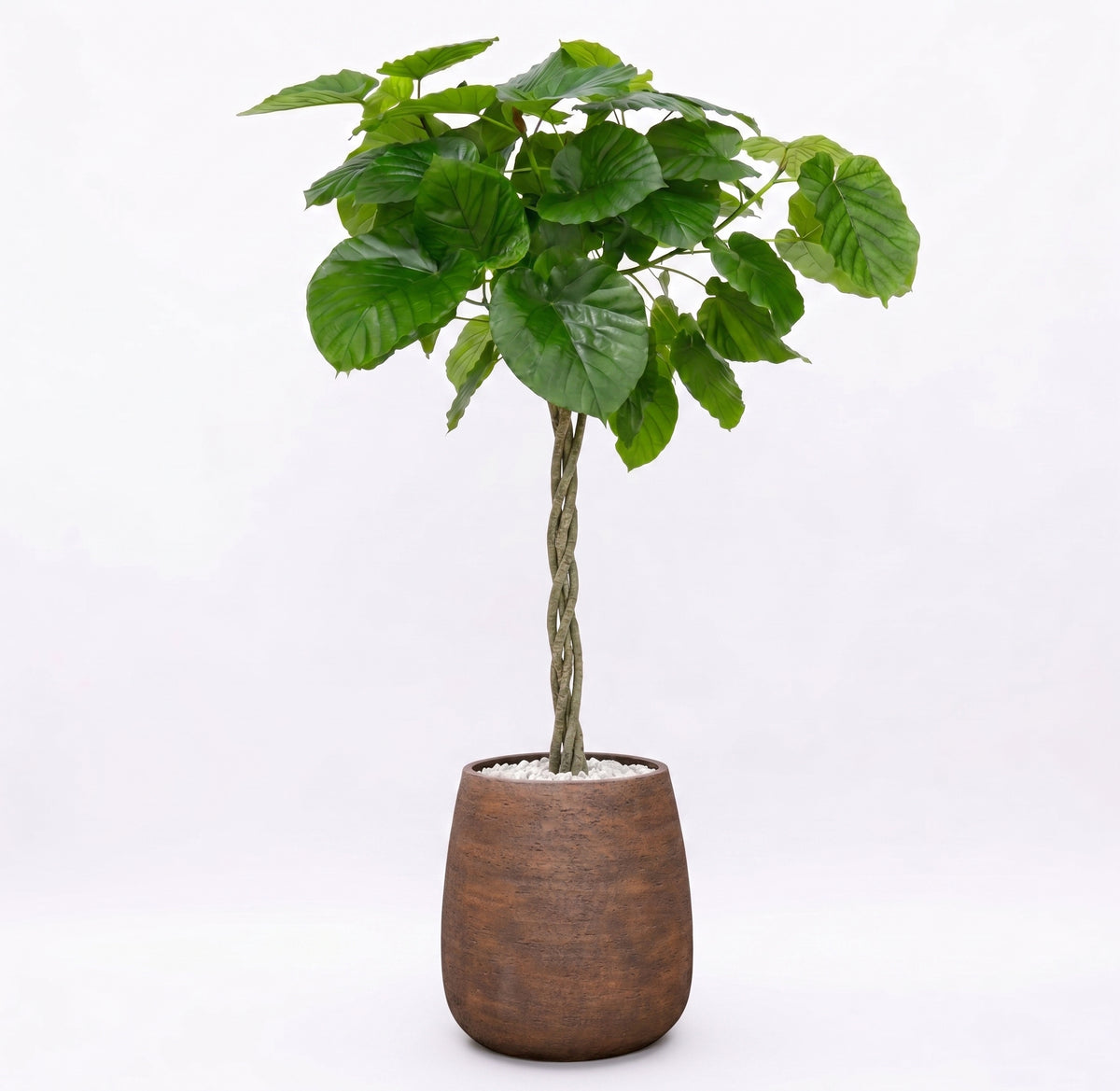Ficus Umbellata in Dolomites | Vulkastrat
