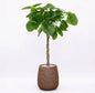Ficus Umbellata in Dolomites | Vulkastrat