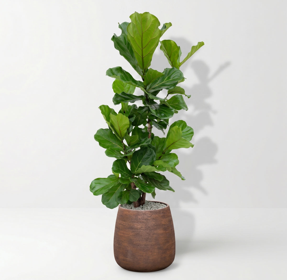 Ficus Lyrata in Dolomites | Vulkastrat