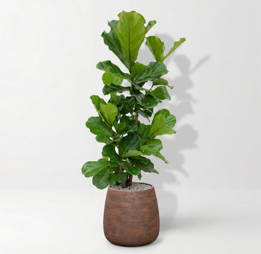 Ficus Lyrata in Dolomites | Vulkastrat