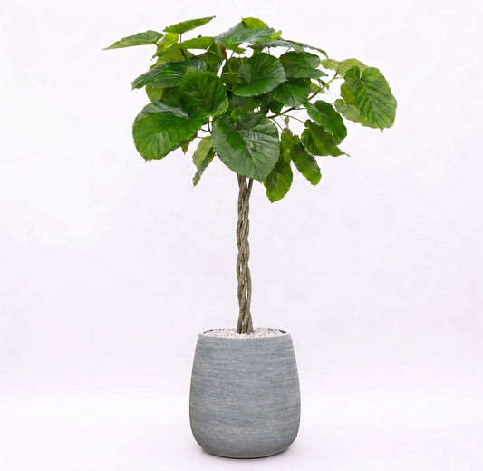 Ficus Umbellata in Dolomites | Vulkastrat