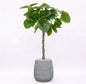 Ficus Umbellata in Dolomites | Vulkastrat