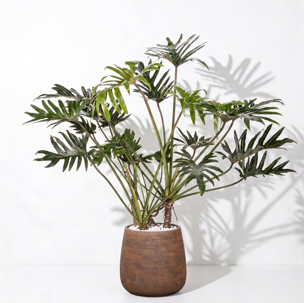 Philodendron Xantal in Dolomites | Vulkastrat