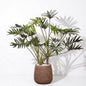 Philodendron Xantal in Dolomites | Vulkastrat