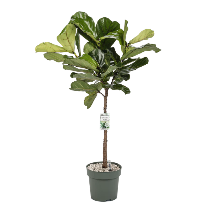 Zakelijke Ficus Lyrata op hydrocultuur in kantoorinterieur