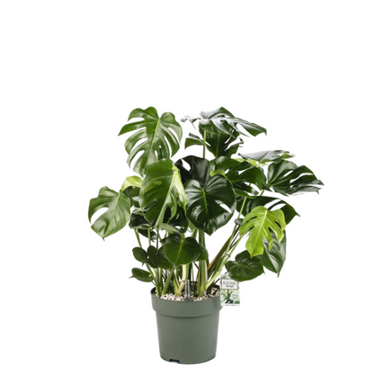 Grote Monstera Deliciosa gatenplant op hydrocultuur voor projectinrichting