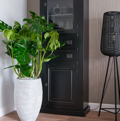 Grote Monstera Deliciosa gatenplant op hydrocultuur voor projectinrichting