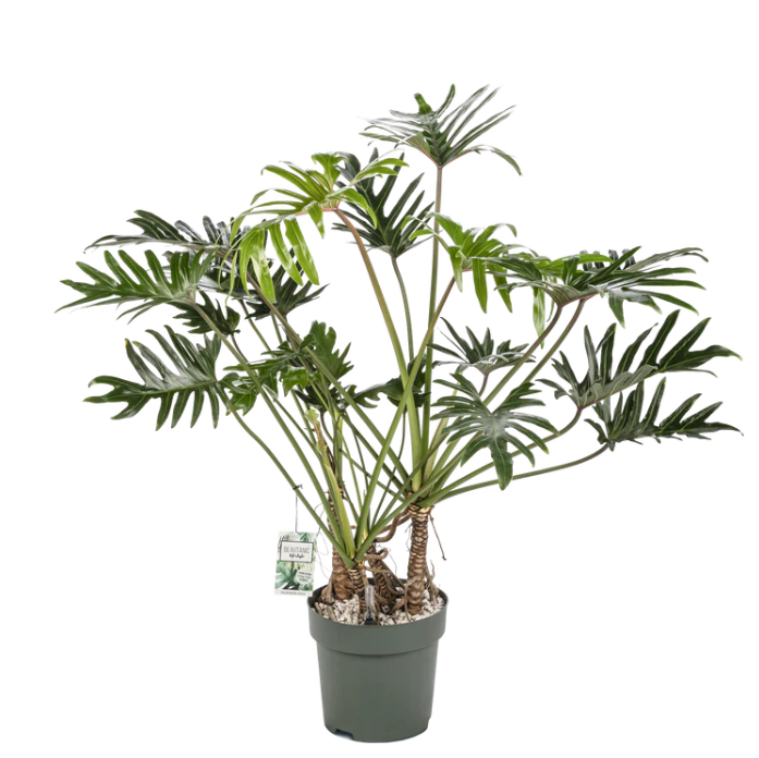 Compacte Philodendron Xantal hydrocultuurplant op kantoorbureau