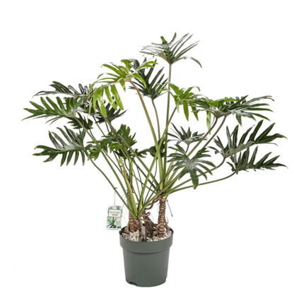 Compacte Philodendron Xantal hydrocultuurplant op kantoorbureau