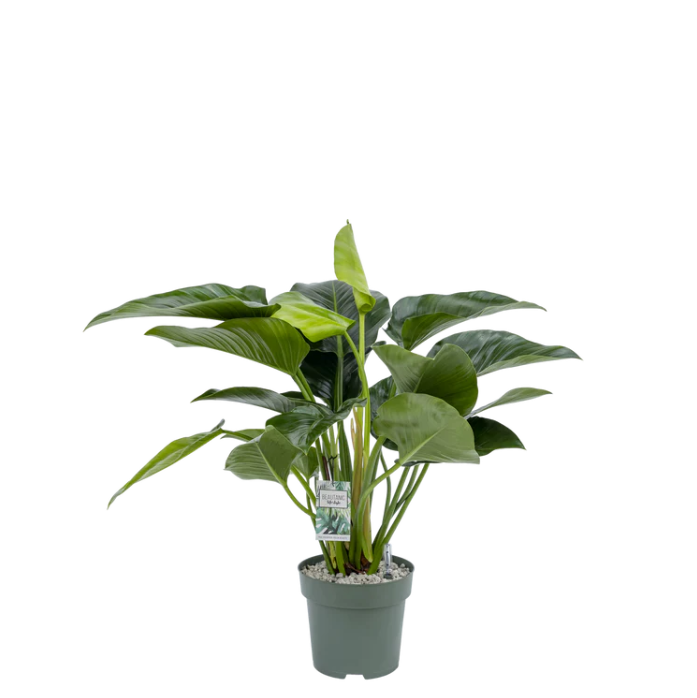 Groene Philodendron Green Beauty op hydrocultuur in zakelijke ontvangsthal