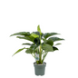 Groene Philodendron Green Beauty op hydrocultuur in zakelijke ontvangsthal