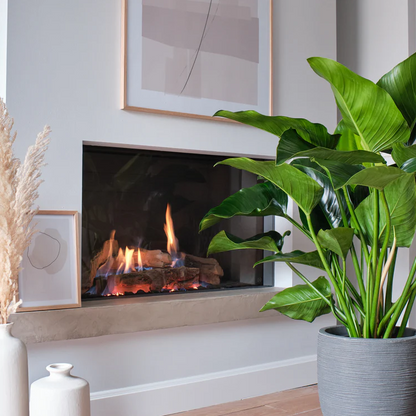 Groene Philodendron Green Beauty op hydrocultuur in zakelijke ontvangsthal