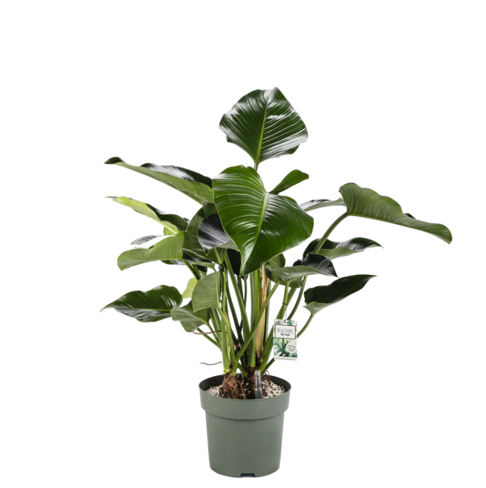 Groene Philodendron Green Beauty op hydrocultuur in zakelijke ontvangsthal