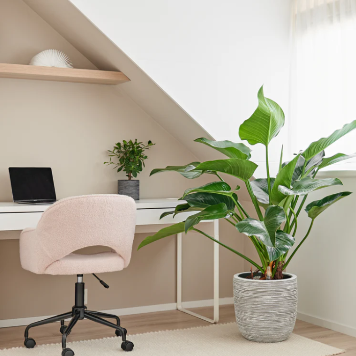 Groene Philodendron Green Beauty op hydrocultuur in zakelijke ontvangsthal