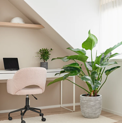 Groene Philodendron Green Beauty op hydrocultuur in zakelijke ontvangsthal