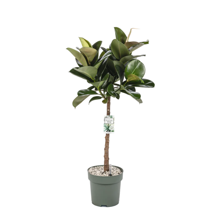 Elegante Ficus Makana op stam hydrocultuur voor kantoorprojecten