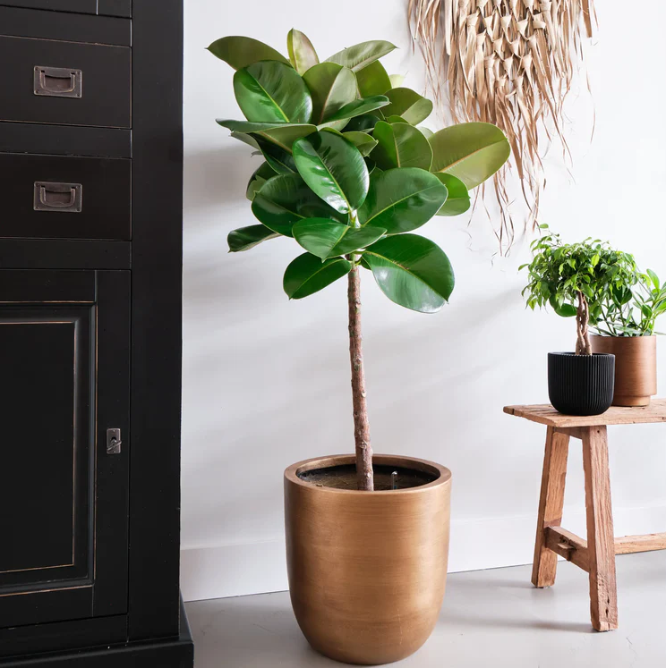 Elegante Ficus Makana op stam hydrocultuur voor kantoorprojecten