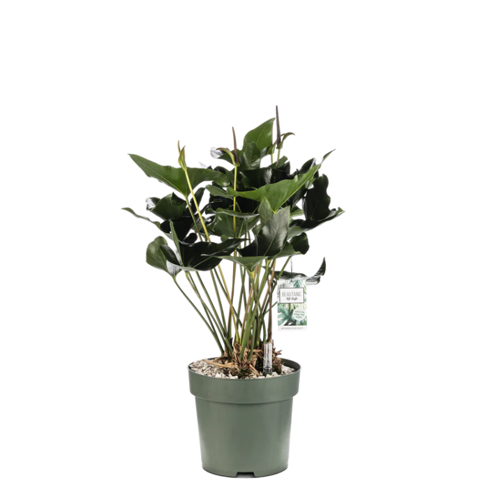 Anthurium Arrow | Hydro Culture