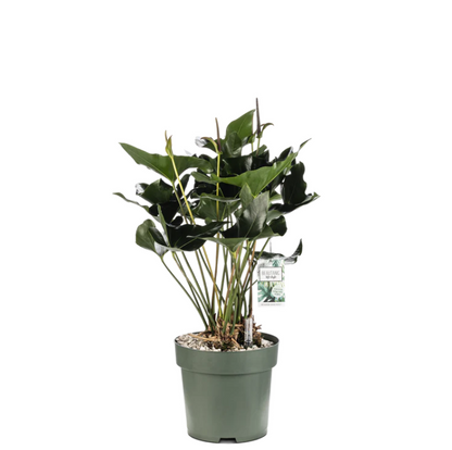 Anthurium Arrow | Hydro Culture