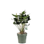 Anthurium Arrow | Hydro Culture