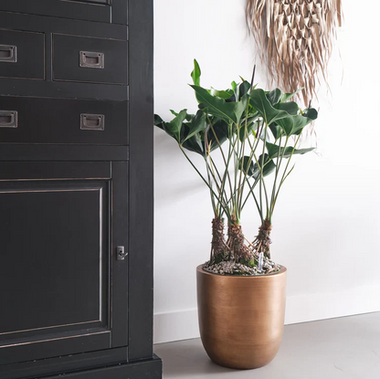 Anthurium Arrow | Hydro Culture